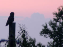 Devil's Island Owl on post at sunset