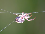 Devil's Island Spider