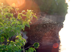 Devil's Island Spiderweb