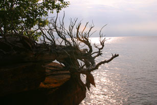 Devils Island Tree Roots at Sunset